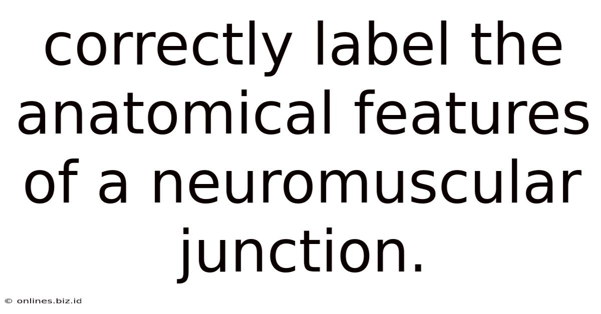 Correctly Label The Anatomical Features Of A Neuromuscular Junction.
