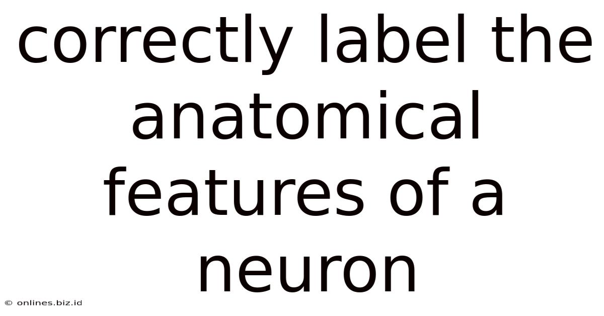 Correctly Label The Anatomical Features Of A Neuron
