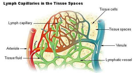 Correctly Label The Anatomical Features Of Lymphatic Capillaries