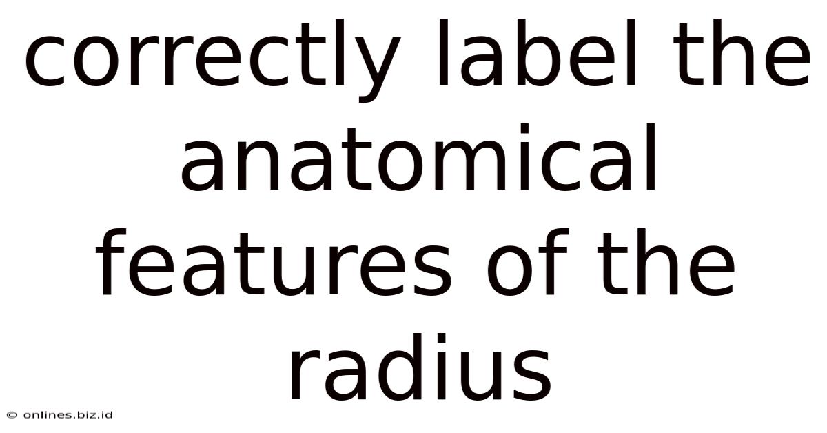 Correctly Label The Anatomical Features Of The Radius