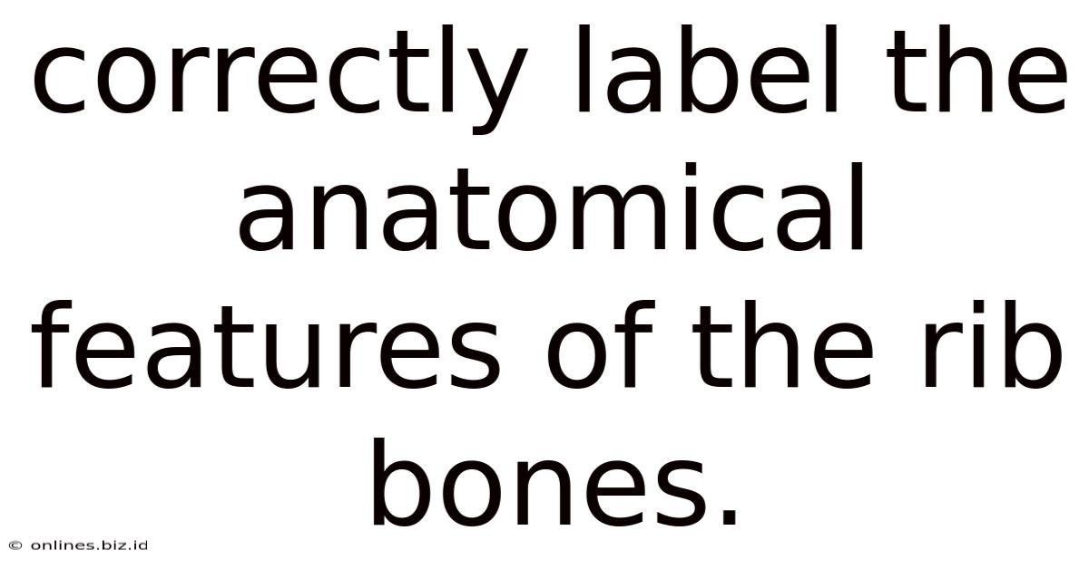 Correctly Label The Anatomical Features Of The Rib Bones.