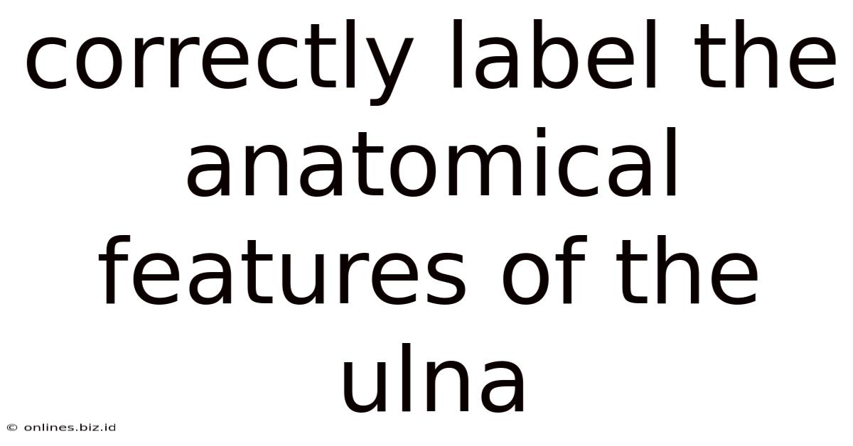 Correctly Label The Anatomical Features Of The Ulna