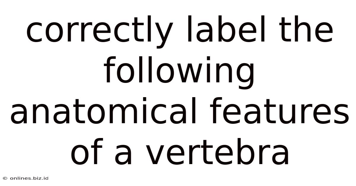 Correctly Label The Following Anatomical Features Of A Vertebra
