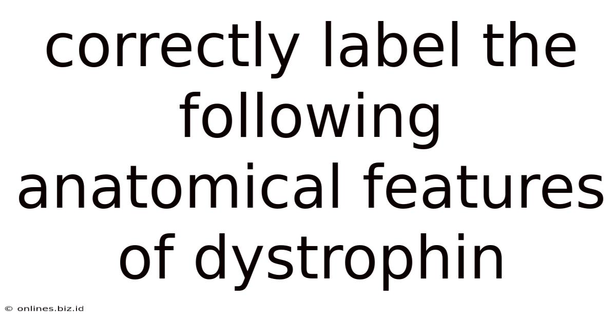 Correctly Label The Following Anatomical Features Of Dystrophin