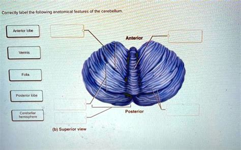 Correctly Label The Following Anatomical Features Of The Cerebellum.