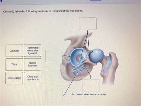 Correctly Label The Following Anatomical Features Of The Coxal Joint