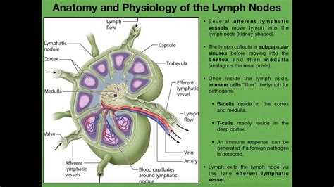 Correctly Label The Following Anatomical Features Of The Lymph Node.