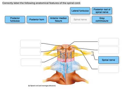 Correctly Label The Following Anatomical Features Of The Spinal Cord