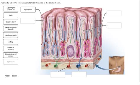 Correctly Label The Following Anatomical Features Of The Stomach Wall.