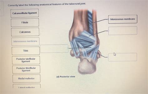 Correctly Label The Following Anatomical Features Of The Talocrural Joint