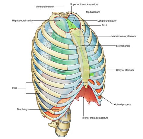 Correctly Label The Following Anatomical Features Of The Thoracic Cavity