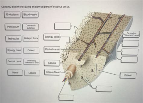 Correctly Label The Following Anatomical Parts Of Osseous Tissue