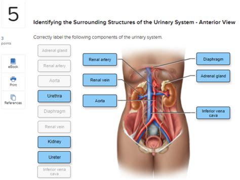 Correctly Label The Following Components Of The Urinary System.