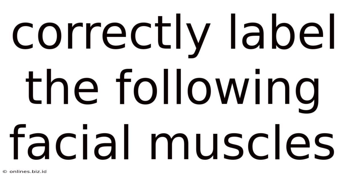 Correctly Label The Following Facial Muscles