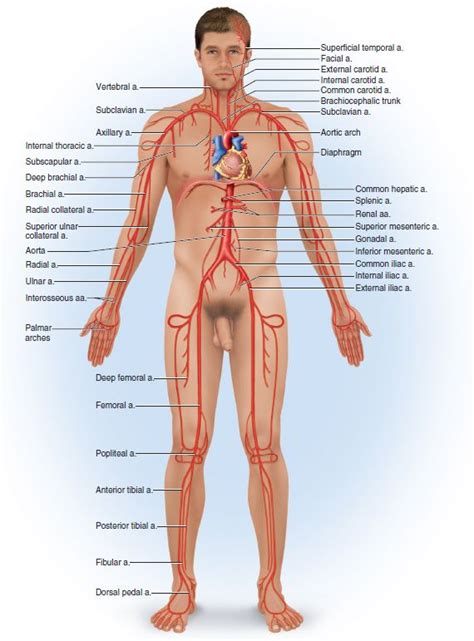 Correctly Label The Following Major Systemic Arteries.