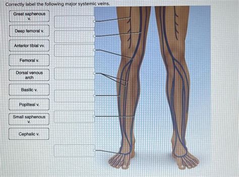 Correctly Label The Following Major Systemic Veins.