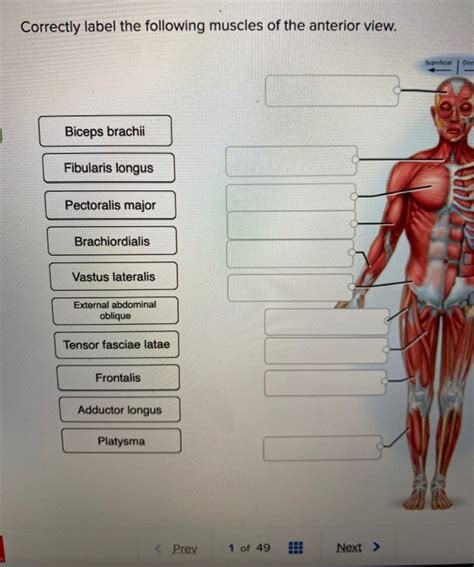 Correctly Label The Following Muscles Of The Anterior View