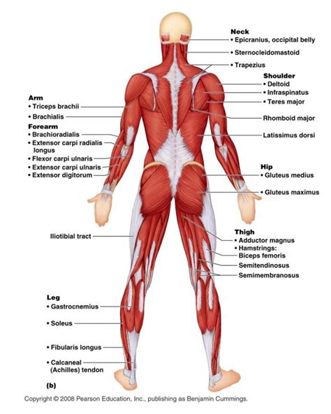 Correctly Label The Following Muscles Of The Posterior View