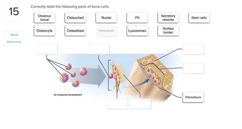 Correctly Label The Following Parts Of Bone Cells