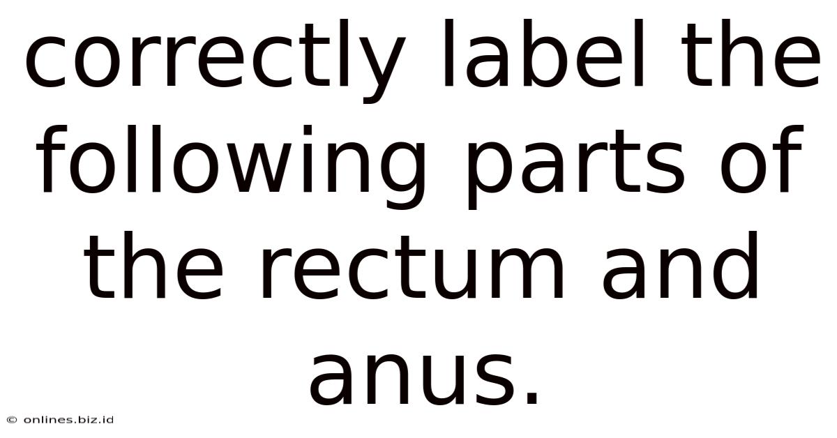 Correctly Label The Following Parts Of The Rectum And Anus.