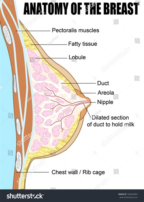 Correctly Label The Following Structures Of The Female Breast