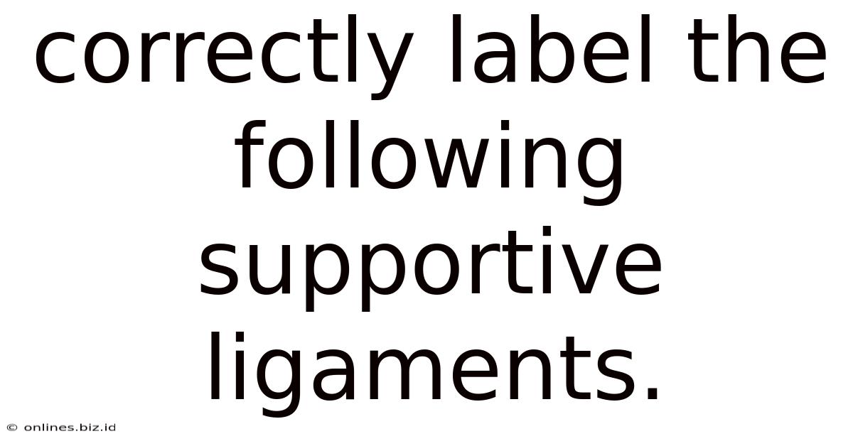 Correctly Label The Following Supportive Ligaments.