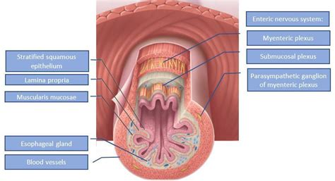 Correctly Label The Following Tissues Of The Digestive Tract