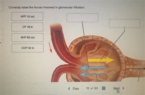 Correctly Label The Forces Involved In Glomerular Filtration