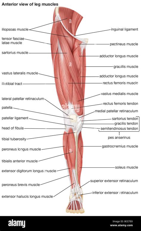 Correctly Label The Muscles Of The Leg