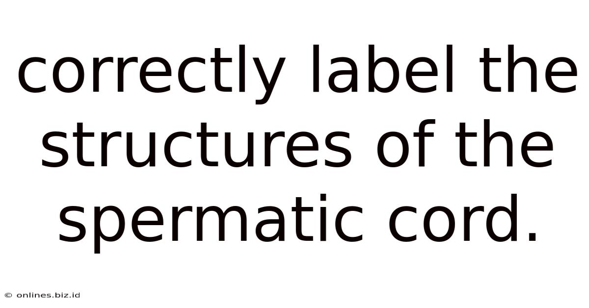 Correctly Label The Structures Of The Spermatic Cord.