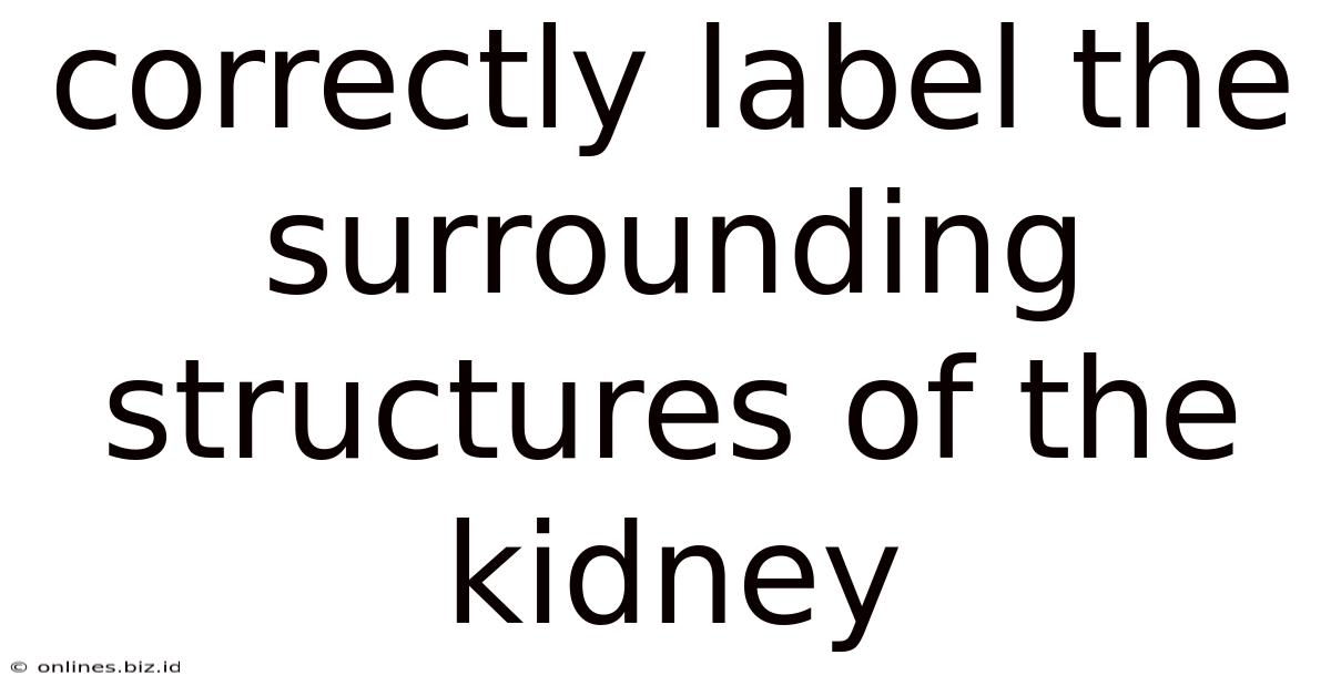 Correctly Label The Surrounding Structures Of The Kidney