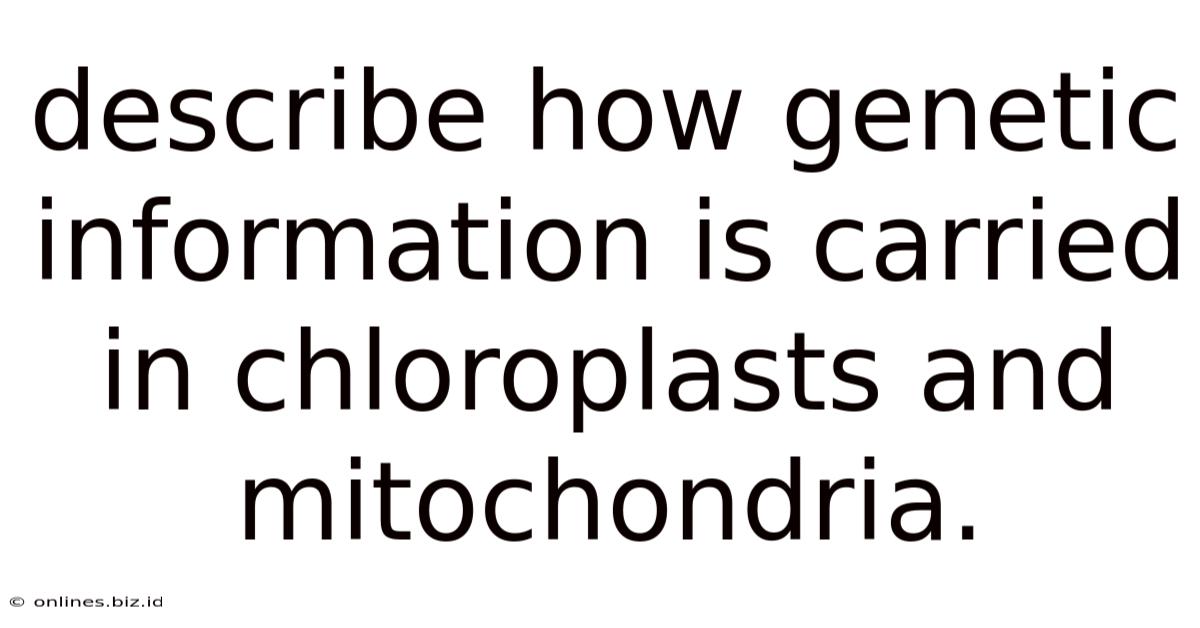 Describe How Genetic Information Is Carried In Chloroplasts And Mitochondria.