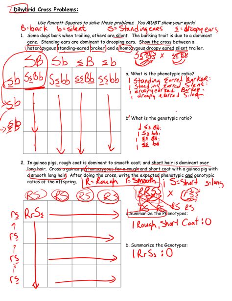 Dihybrid Crosses Practice Problems Answer Key