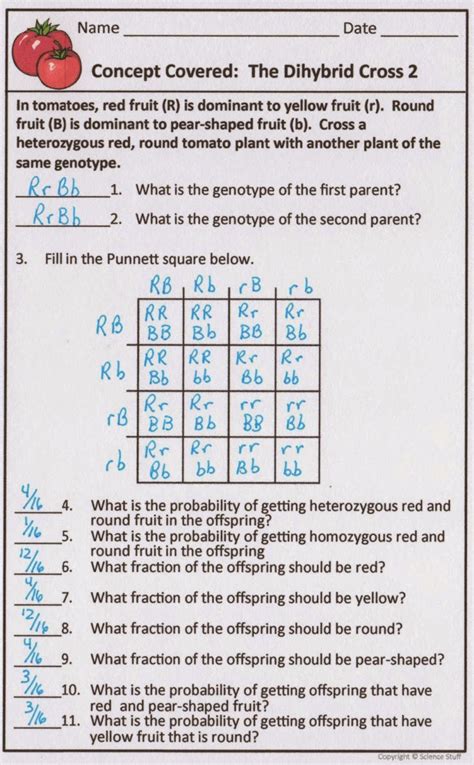 Dihybrid Genetics Practice Problems Answer Key