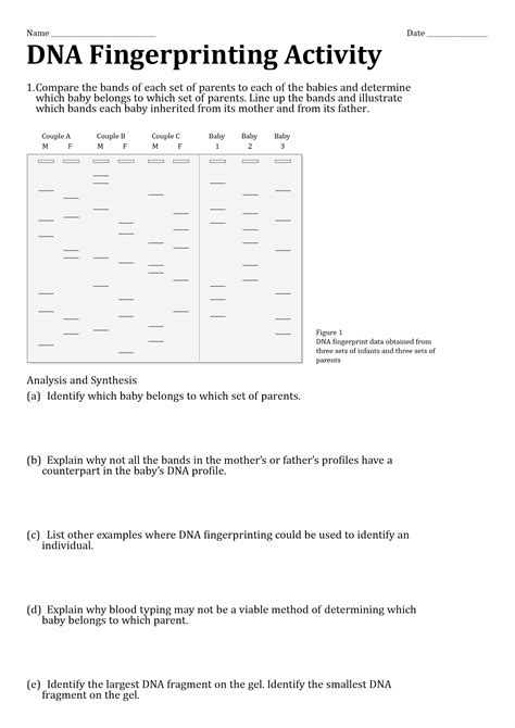 Dna Fingerprinting Analysis Worksheet Answer Key