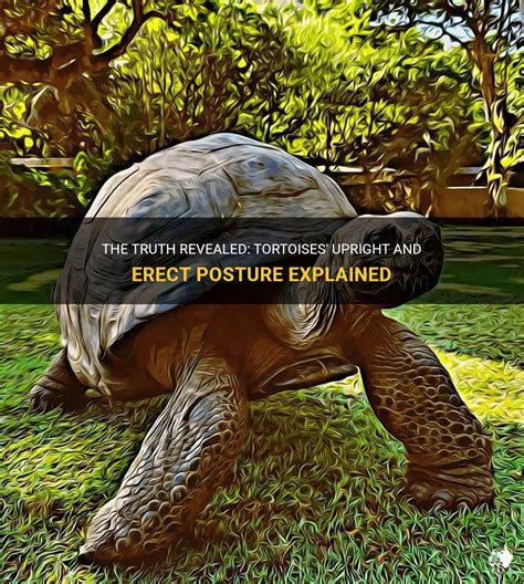 Do Tortoise Have Upright Erect Posture