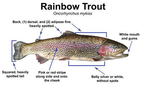 Does A Trout Have Upright Erect Posture