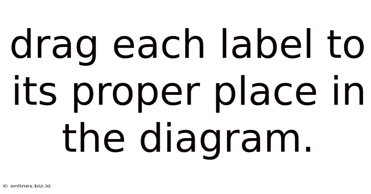 Drag Each Label To Its Proper Place In The Diagram.