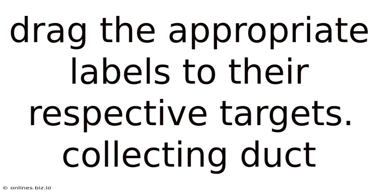 Drag The Appropriate Labels To Their Respective Targets. Collecting Duct