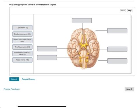 Drag The Appropriate Labels To Their Respective Targets. Facial Nerve