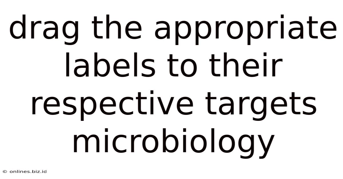 Drag The Appropriate Labels To Their Respective Targets Microbiology