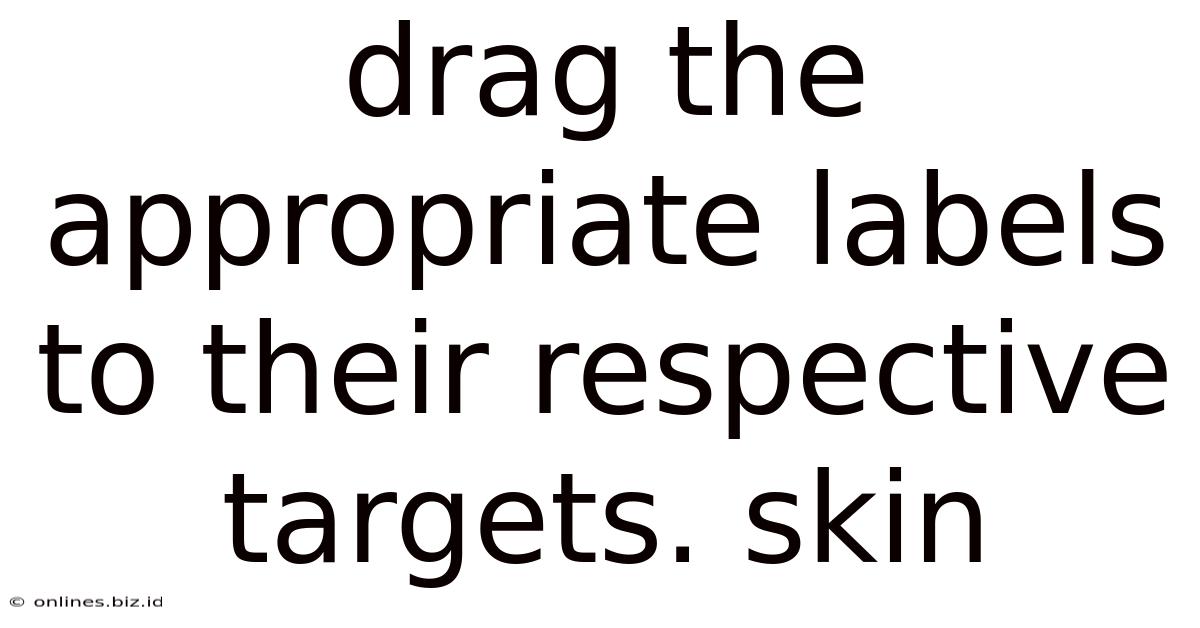 Drag The Appropriate Labels To Their Respective Targets. Skin