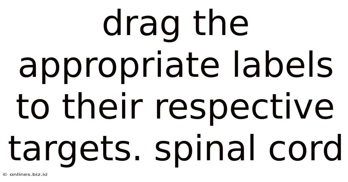 Drag The Appropriate Labels To Their Respective Targets. Spinal Cord