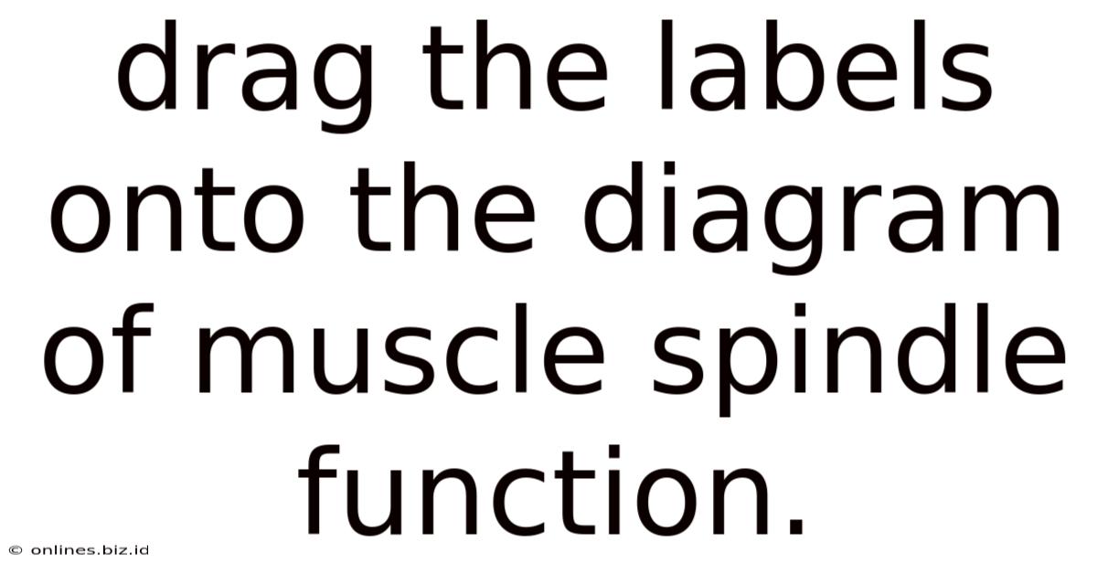 Drag The Labels Onto The Diagram Of Muscle Spindle Function.