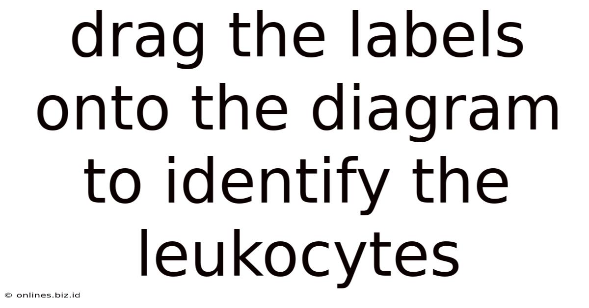 Drag The Labels Onto The Diagram To Identify The Leukocytes