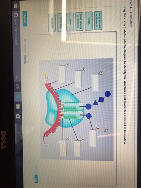 Drag The Labels Onto The Diagram To Identify The Structures.