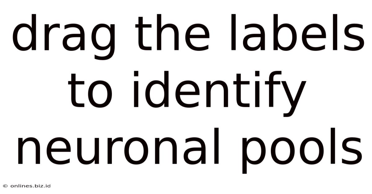 Drag The Labels To Identify Neuronal Pools