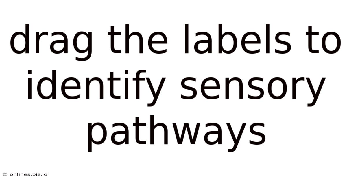 Drag The Labels To Identify Sensory Pathways