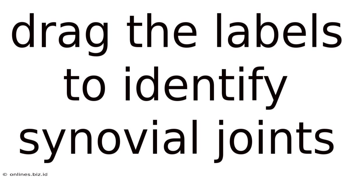 Drag The Labels To Identify Synovial Joints