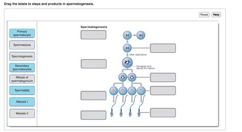 Drag The Labels To Steps And Products In Spermatogenesis.